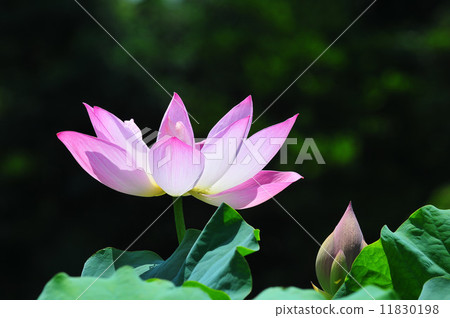 Enlightenment 11830198