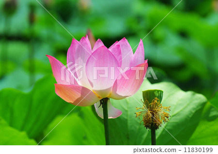 Lotus flower  11830199