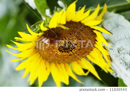 Sunflower field 140 11830543