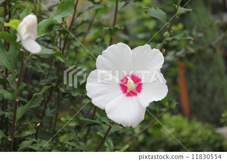 Rose of Sharon flower Rose of Sharon flower 11830554