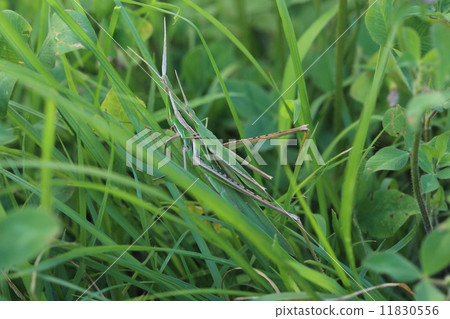 Creatures insects Ryowata grasshopper, female has male. I blend into grass and miss if I do not see it well ② Creatures insects Ryowata grasshopper, female has male. I blend into grass and miss if I do not see it well ② 11830556