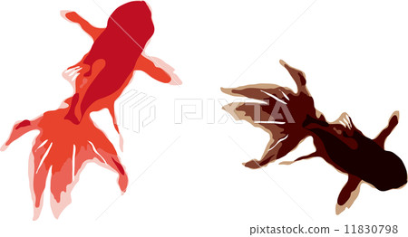 goldfish, goldfishes, gold fish 11830798