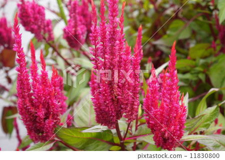 Cateau 01 Cateau 01 11830800