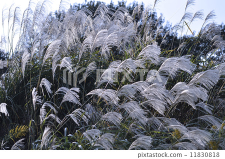 日本雪鬆的耳朵 11830818