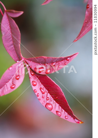 Water droplets on the southern sky Water droplets on the southern sky 11830994