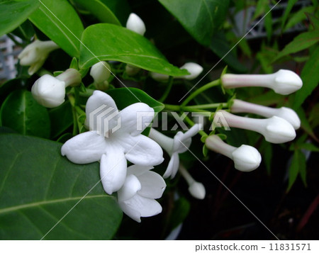 Madagascar Jasmine Madagascar Jasmine 11831571