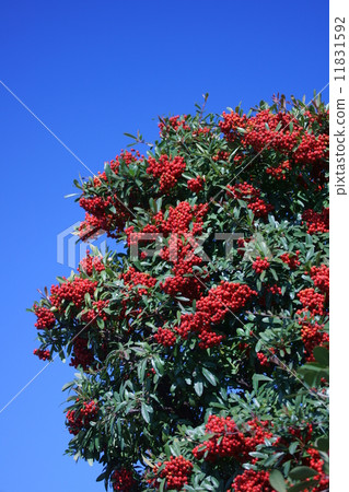 My name is Pinnaclee Tokiwakayama Tokiwa Hawthorn. My name is Pinnaclee Tokiwakayama Tokiwa Hawthorn. 11831592