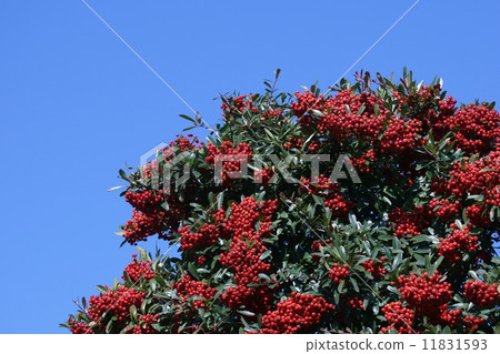 My name is Pinnaclee Tokiwakayama Tokiwa Hawthorn. 11831593