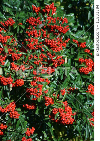 我的名字是Pinnaclee Tokiwakayama Tokiwa Hawthorn。 我的名字是Pinnaclee Tokiwakayama Tokiwa Hawthorn。 11831594