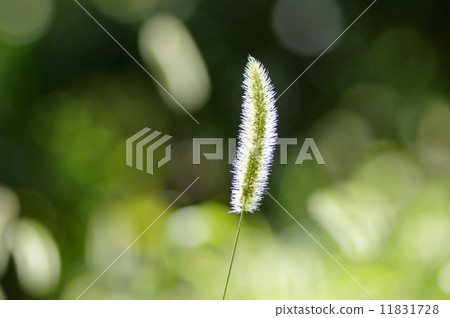 Setaria viridis 11831728