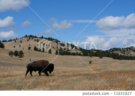 South Dakota State Bison South Dakota State Bison 11831827
