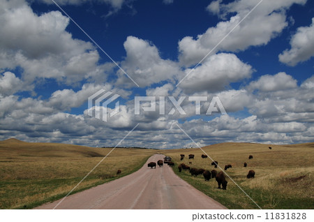 南達科他州野牛 11831828