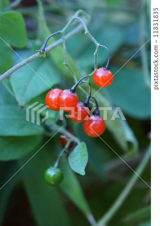 My name is Ryouji Uedo. 11831835