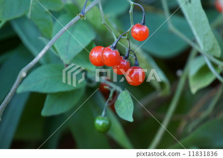 我叫Ryouji Uedo。 我叫Ryouji Uedo。 11831836