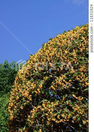 It is osmanthus. 11831924