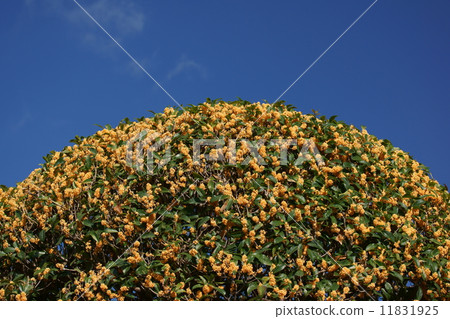 It is osmanthus. It is osmanthus. 11831925