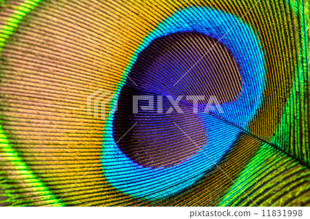 Asian peacock feather close up Asian peacock feather close up 11831998