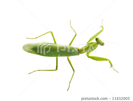 Close up on preying mantis, isolated on white 11832005