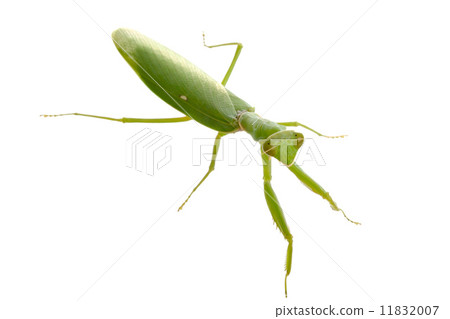 Close up on preying mantis, isolated on white Close up on preying mantis, isolated on white 11832007