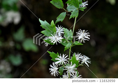 Butzuru Butzuru 11832050