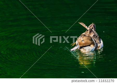 Duck in water with copy space 11832270