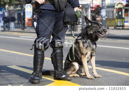 Police dog Police dog 11832915