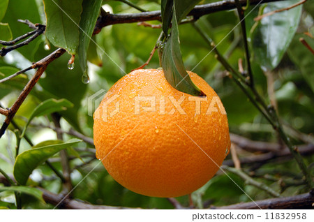 fresh orange with raindrops 11832958