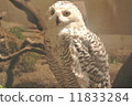 貓頭鷹   11833284
