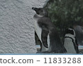 企鵝 11833288