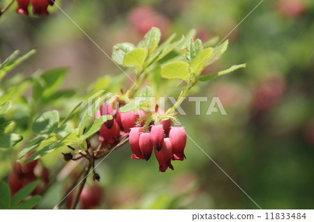Murasaki Trigue杜鵑花 Murasaki Trigue杜鵑花 11833484