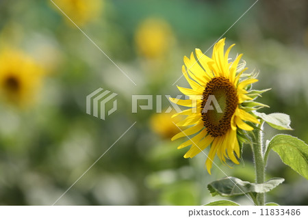 向日葵 向日葵 11833486