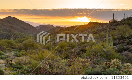 sunup, cacti, arizona 11833491