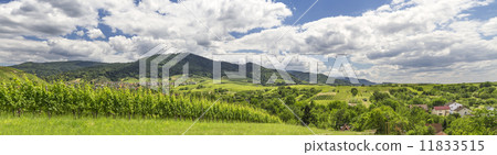 Panoramic image of a vineyard in Baden-Baden Panoramic image of a vineyard in Baden-Baden 11833515