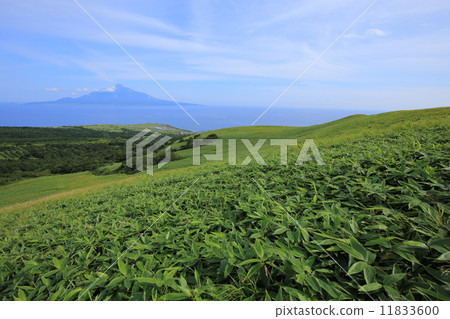 View from Rebunjima / Momoiwa Promenade 11833600