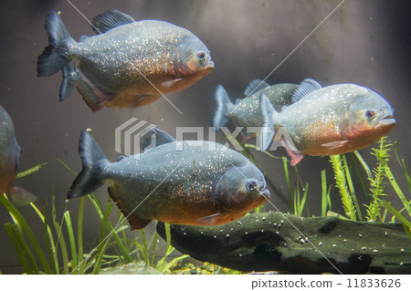 Piranha Piranha 11833626