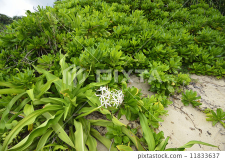 [沖繩縣宮古島]熱帶國家的沙灘 11833637