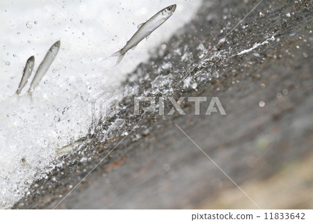 Yakkibo···2 11833642