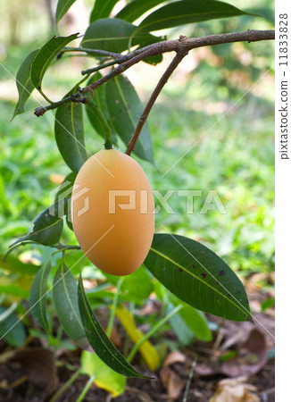 Maprang (thai fruit) 11833828