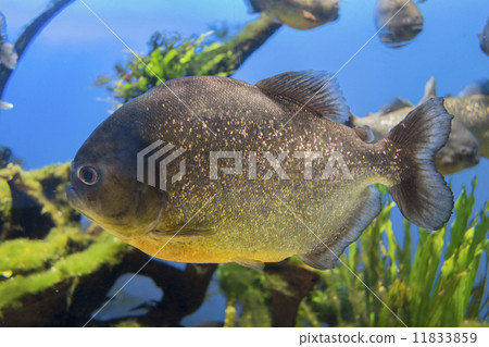 食人魚 11833859