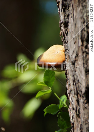 Chrysanthemum fungus 11834227