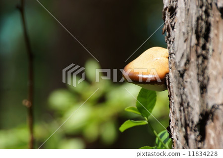 Chrysanthemum fungus 11834228