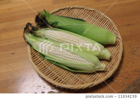 白玉米 11834239