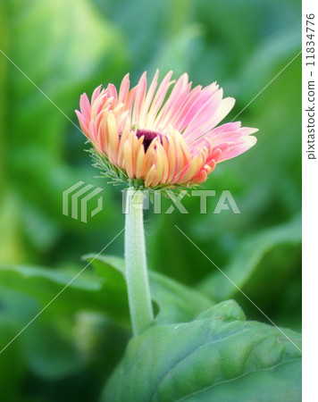 粉色非洲菊 11834776