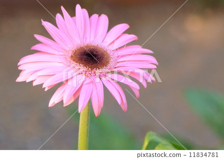 粉色非洲菊 11834781