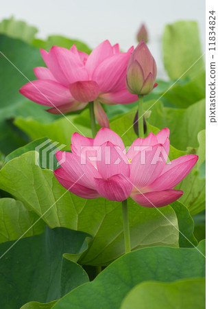蓮花 蓮花 11834824