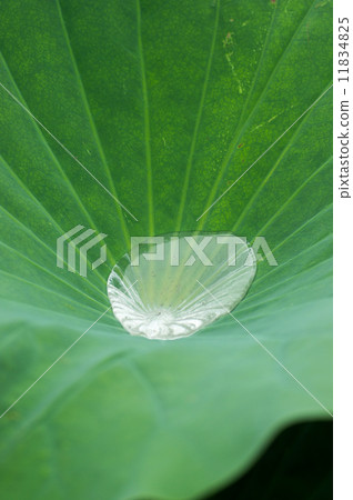 蓮花葉和水坑 蓮花葉和水坑 11834825