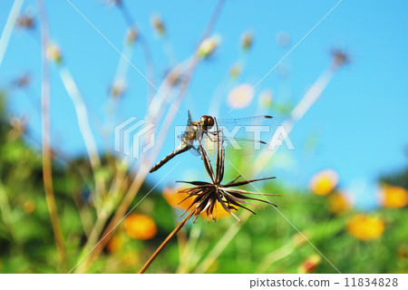 Akiakane and yellow flower cosmos Akiakane and yellow flower cosmos 11834828