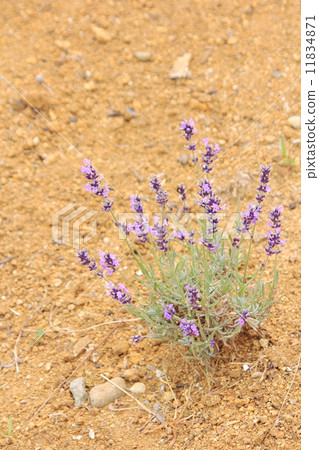 薰衣草田 11834871