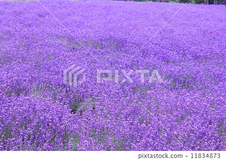 薰衣草田 11834873