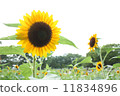 向日葵 11834896